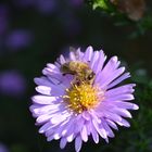 Blume im Herbst