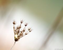 Blume im Herbst