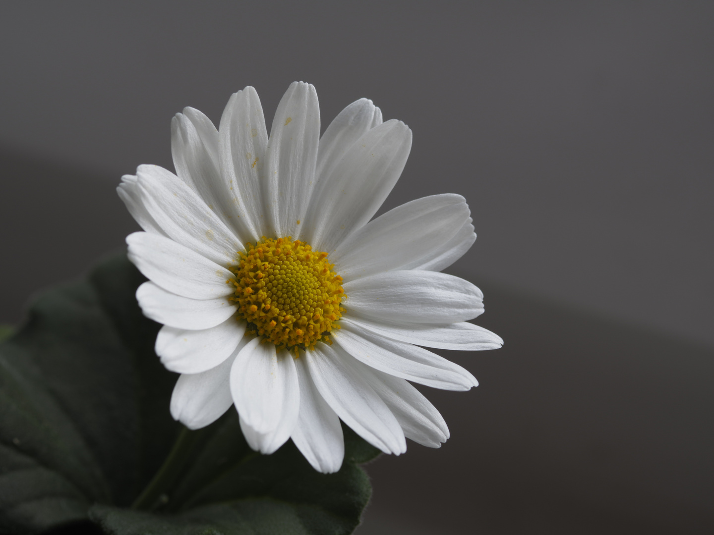 Blume im High Reseach shot Modus mit Oly M5 Mark II