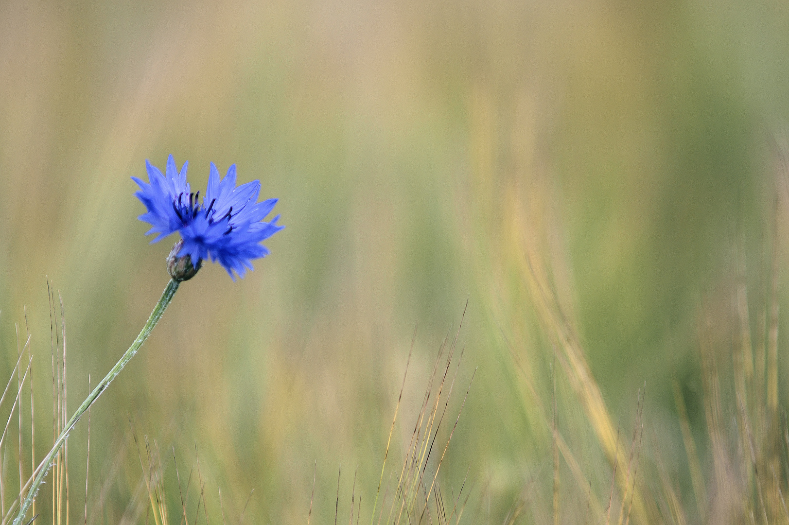 Blume im Korn