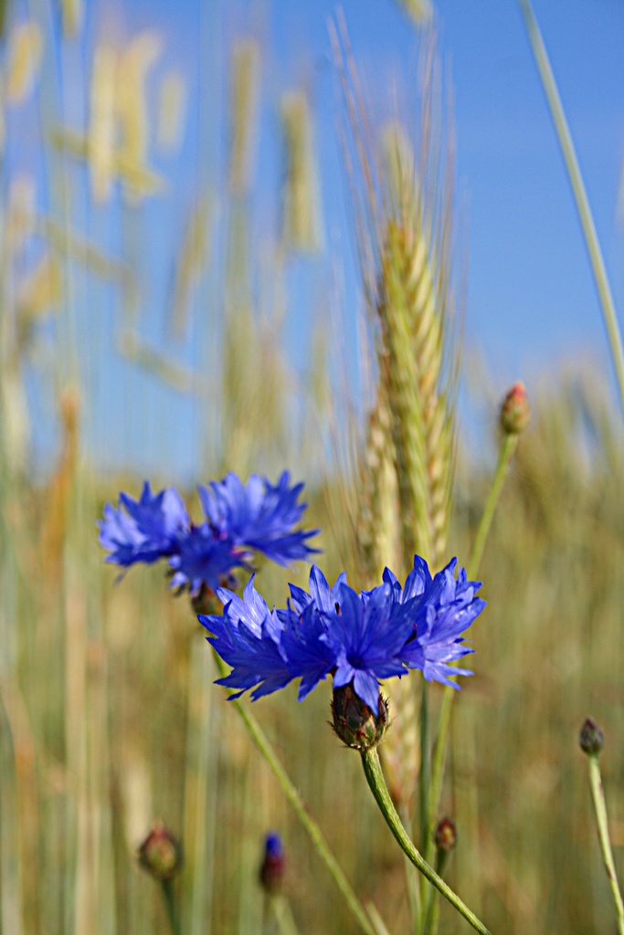 Blume im Korn