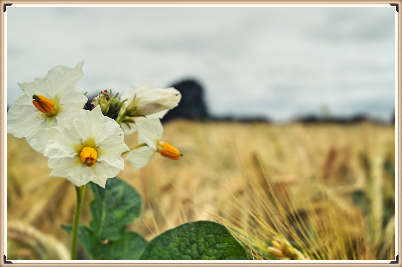 Blume im Korn