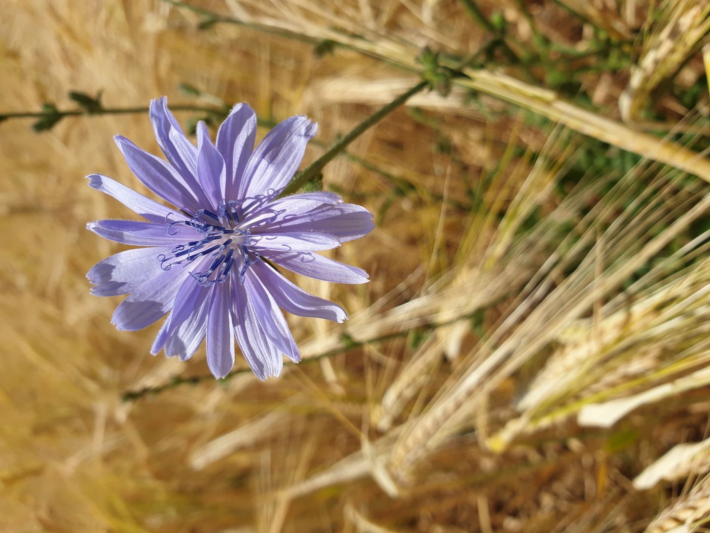 Blume im Kornfeld 