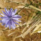 Blume im Kornfeld 