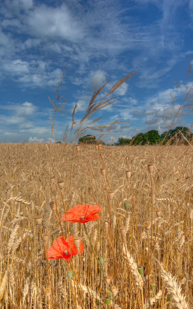 Blume im Kornfeld