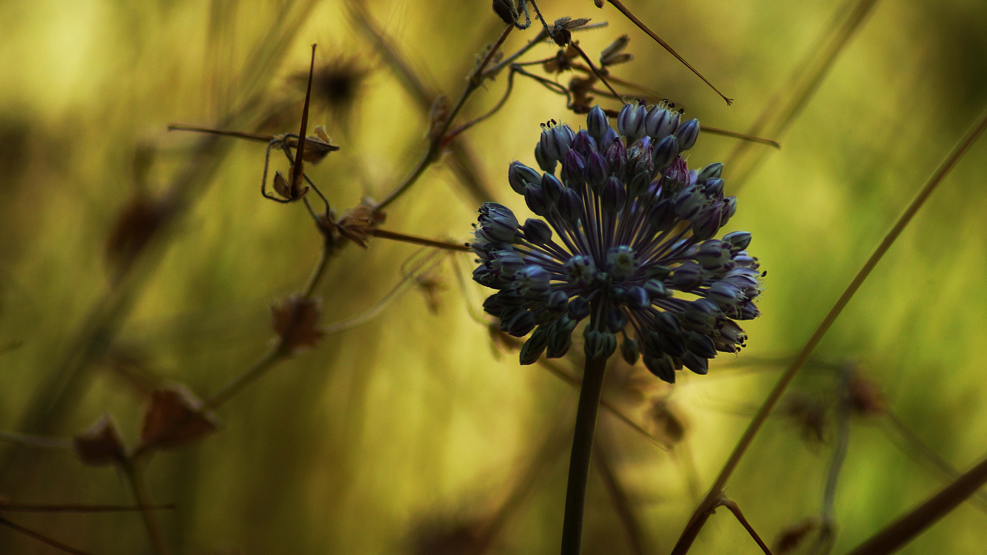 Blume im Licht