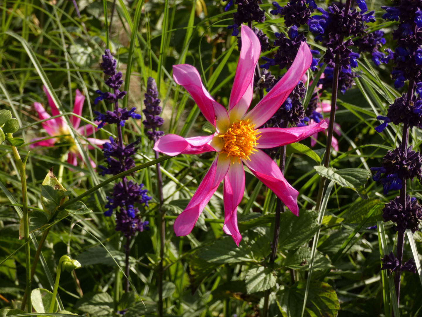 Blume im Maximilian Park in Hamm