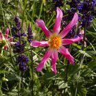 Blume im Maximilian Park in Hamm