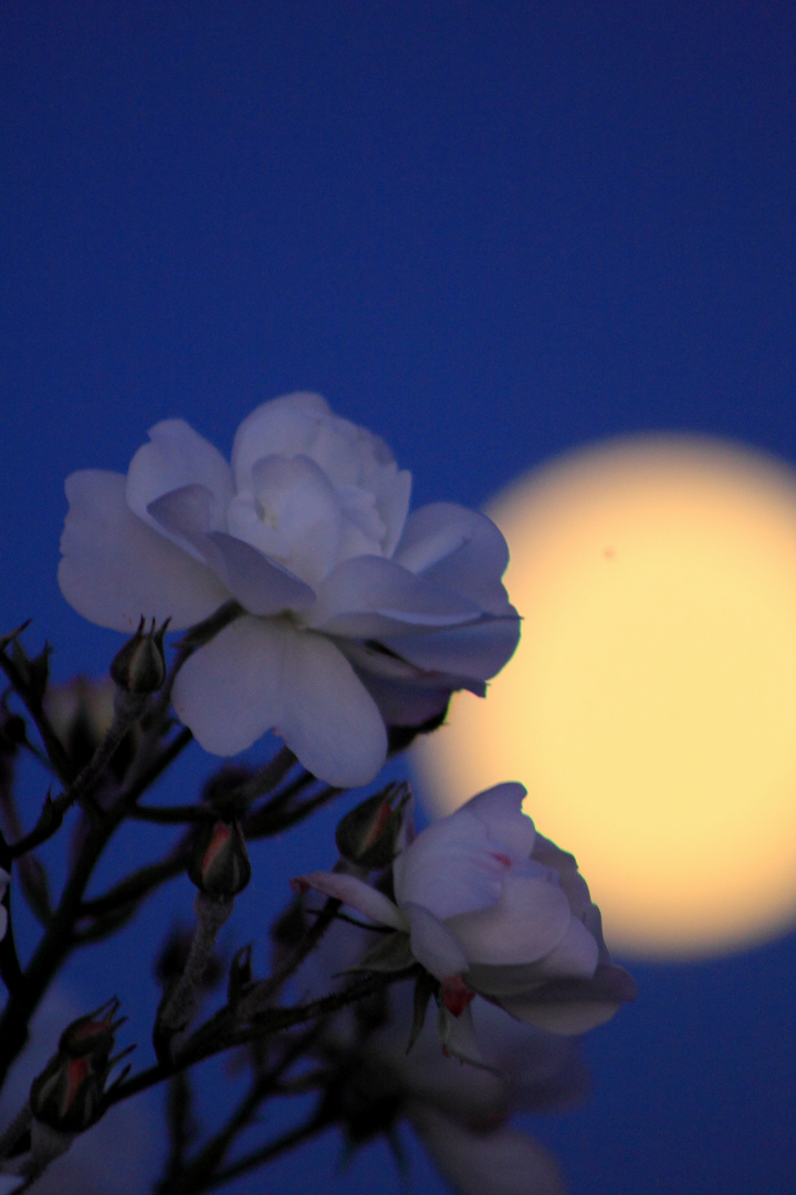 Blume im Mondlicht