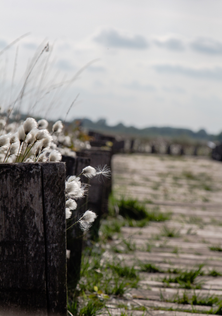 Blume im Moor