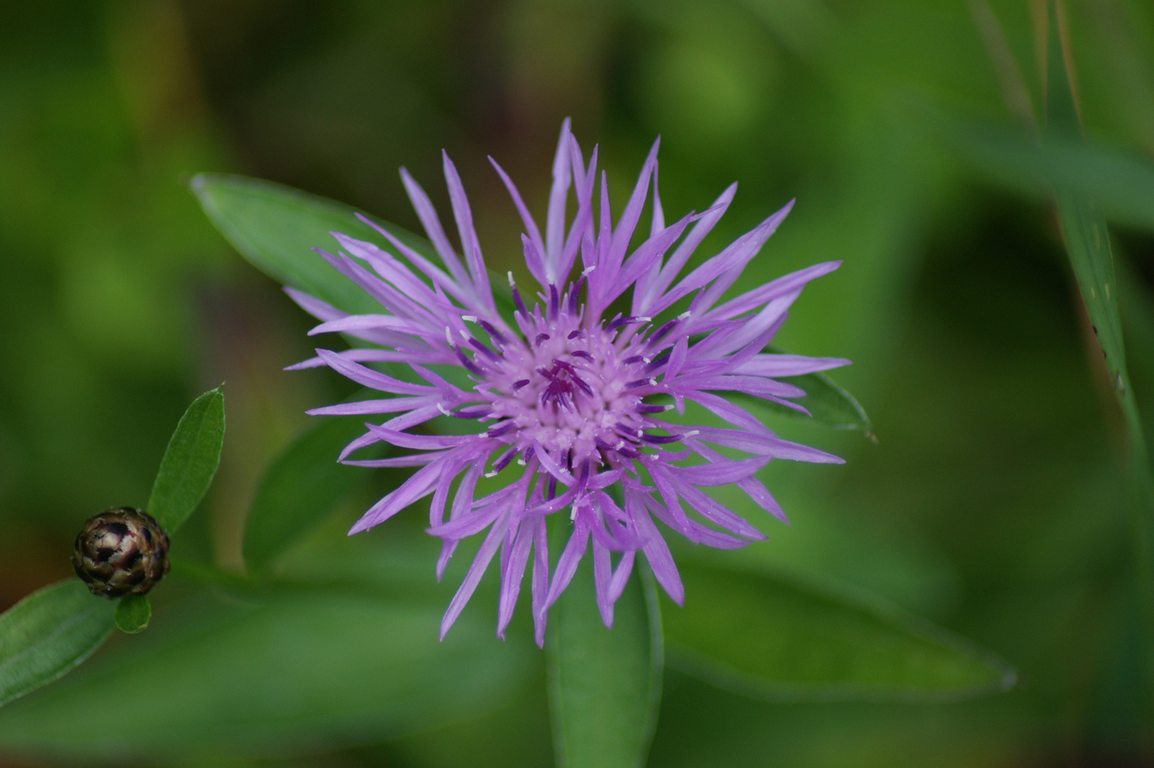 Blume im Moor