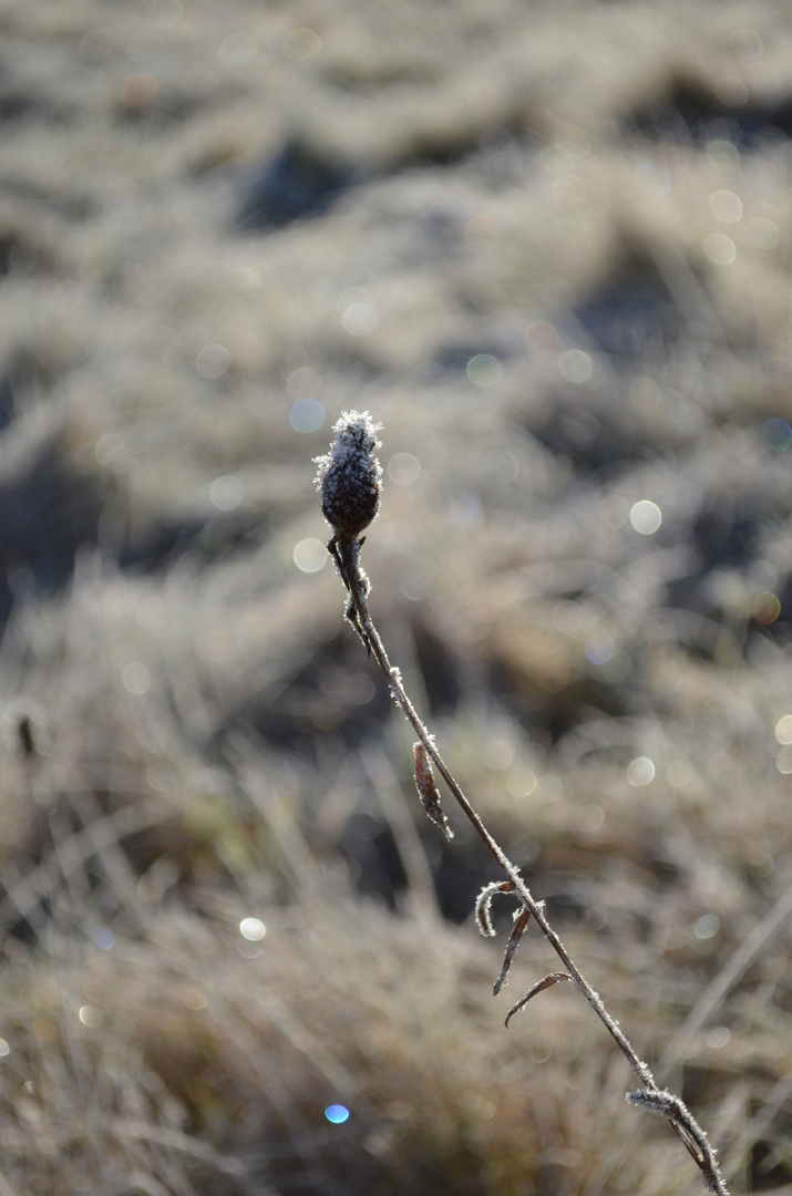 Blume im Morgenreif