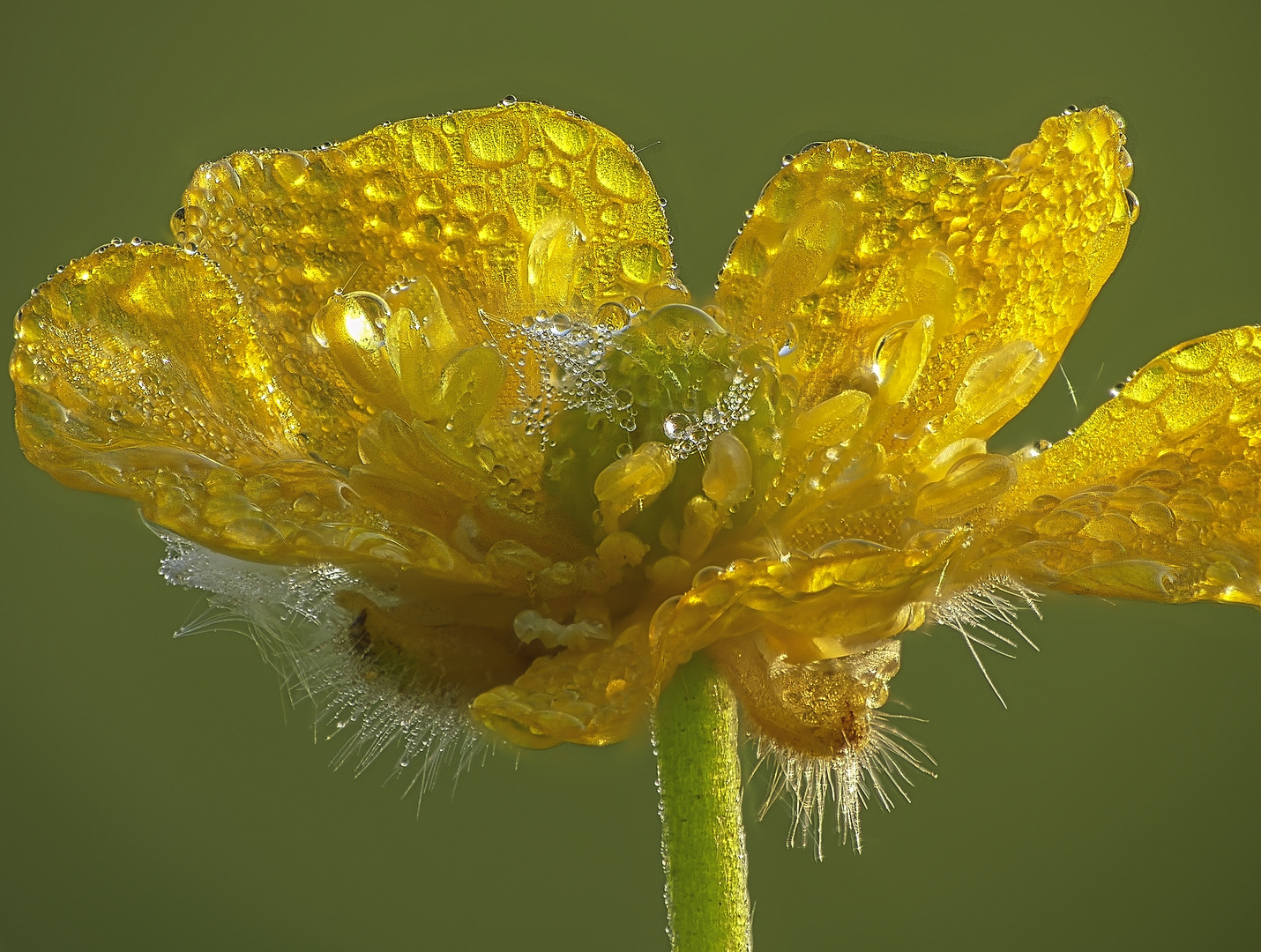 Blume im Morgentau