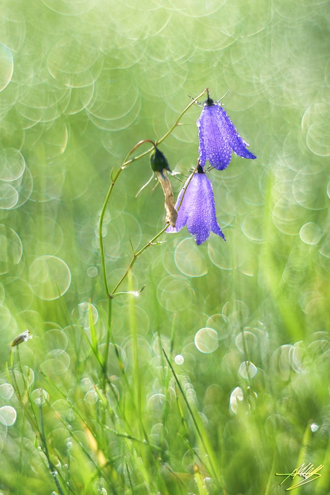 Blume im Morgentau