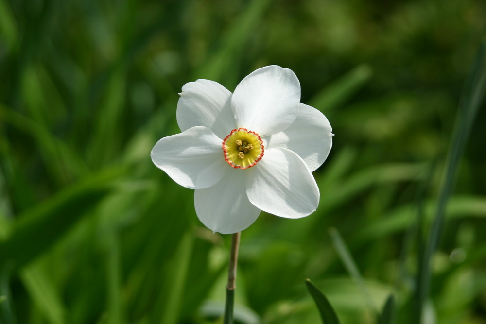 Blume im Münchner Westpark