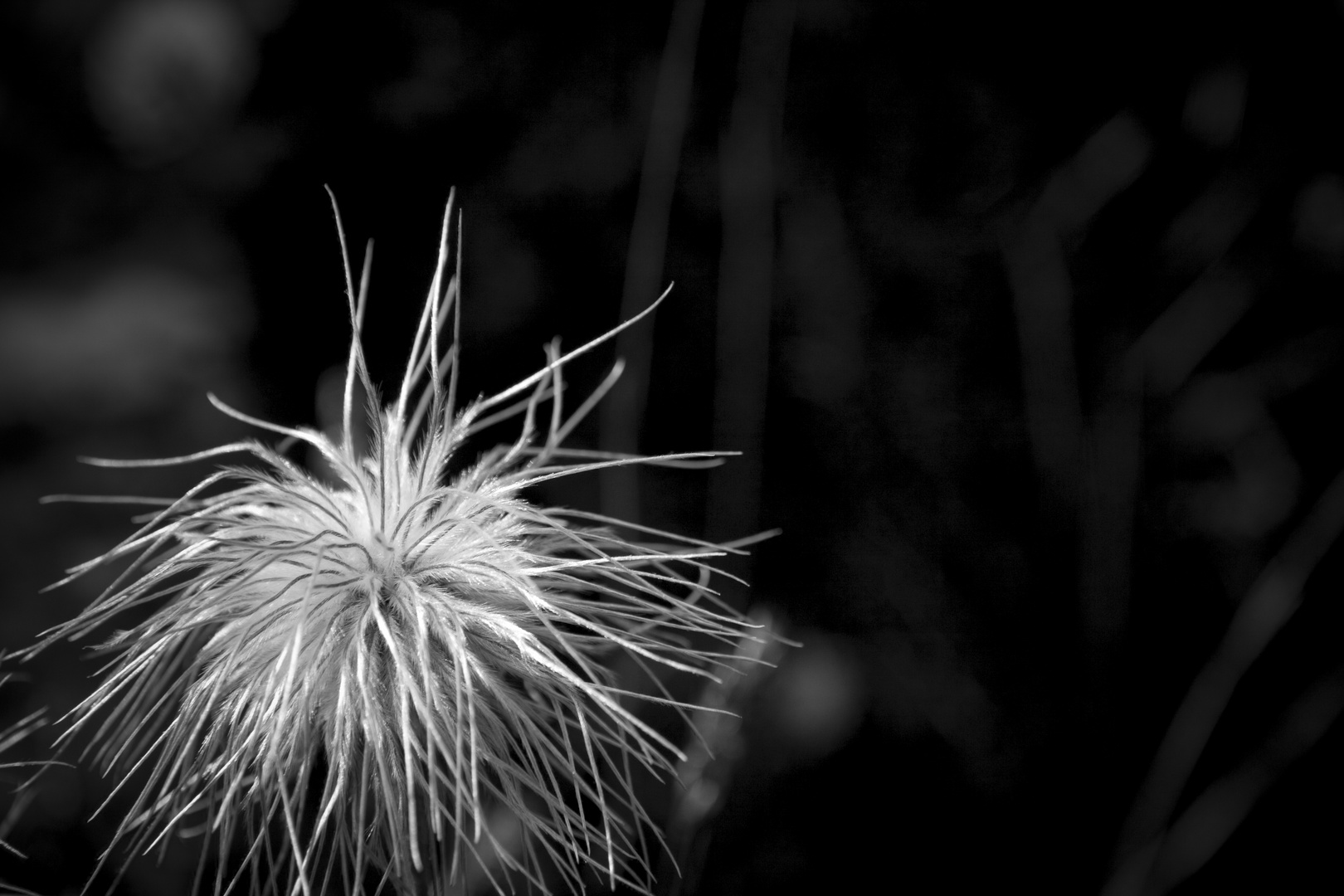 Blume im Nationalpark Hohe Tauern