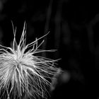 Blume im Nationalpark Hohe Tauern