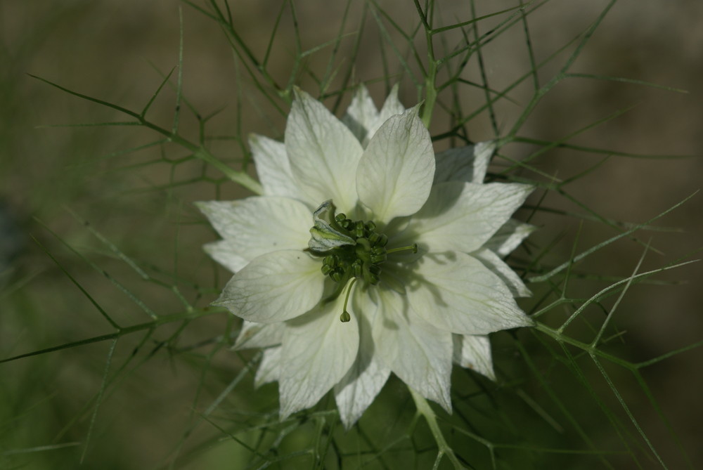 Blume im Netz