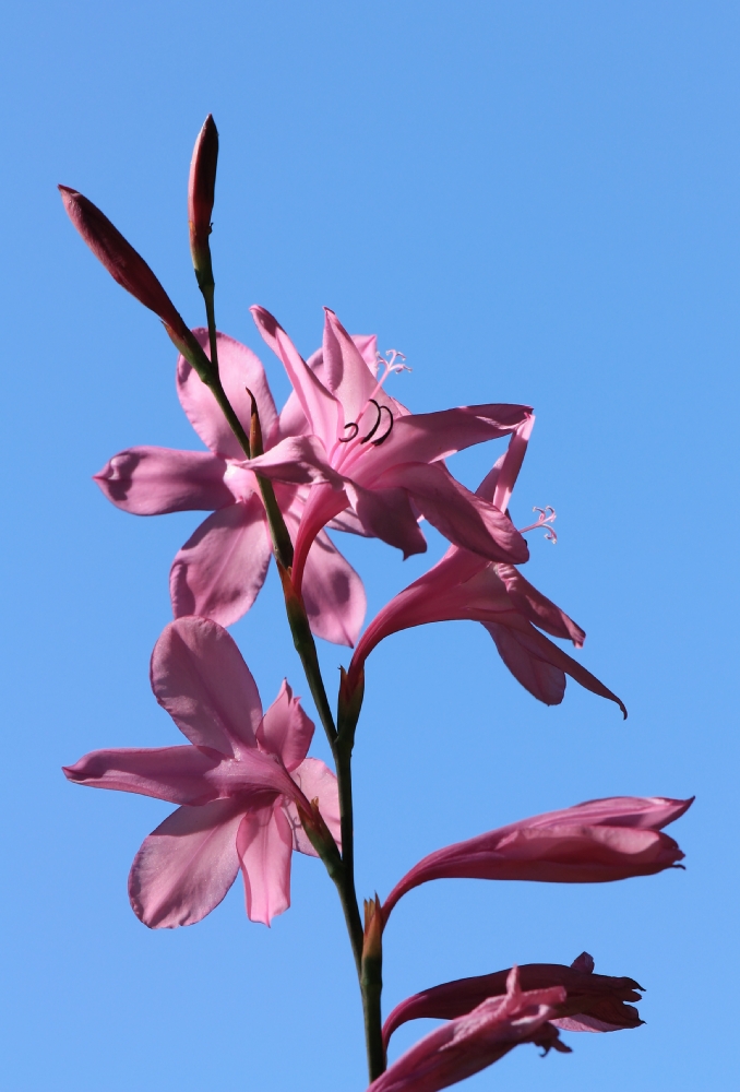 Blume im Paarl Moutain Nature Reserve Südafrika 10