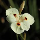 Blume im Paarl Moutain Nature Reserve Südafrika 11