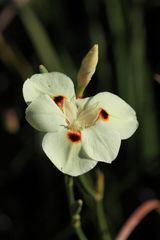 Blume im Paarl Moutain Nature Reserve Südafrika 11