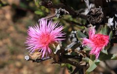 Blume im Paarl Moutain Nature Reserve Südafrika 2