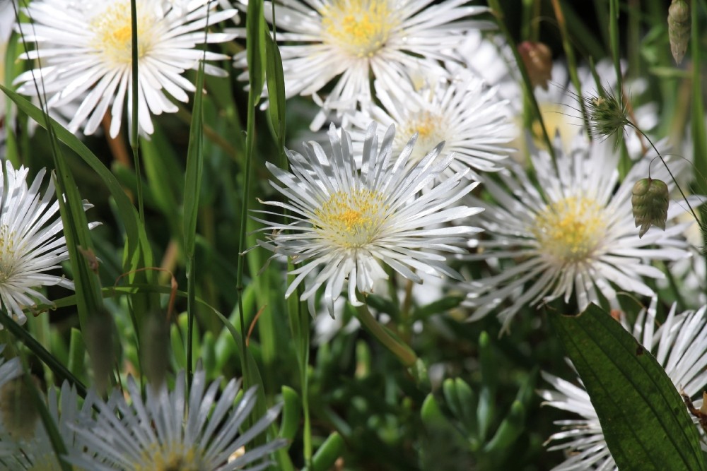 Blume im Paarl Moutain Nature Reserve Südafrika 7