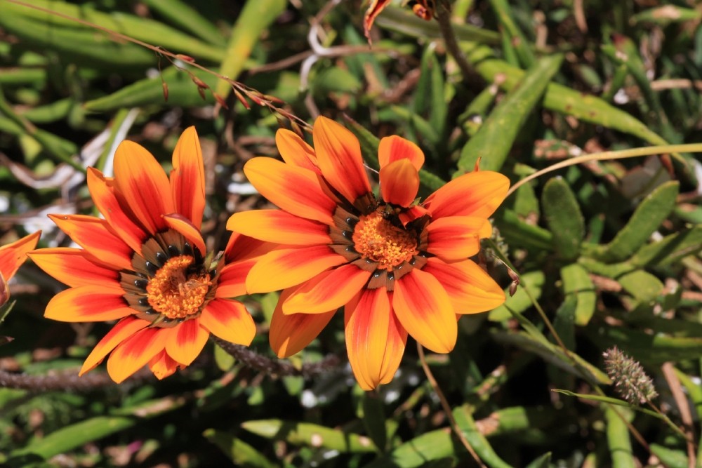 Blume im Paarl Moutain Nature Reserve Südafrika 7