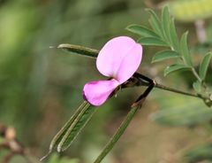 Blume im Paarl Moutain Nature Reserve Südafrika 8