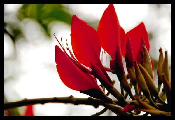 Blume im Papiliorama