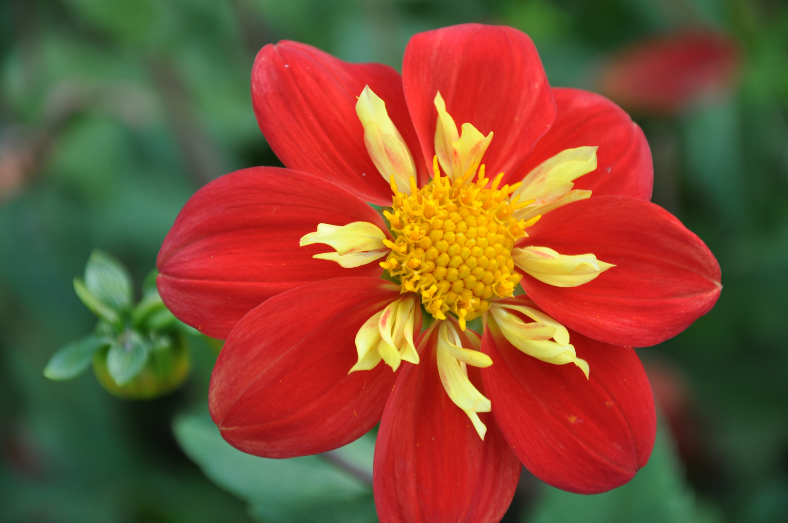 Blume im Park der Gärten