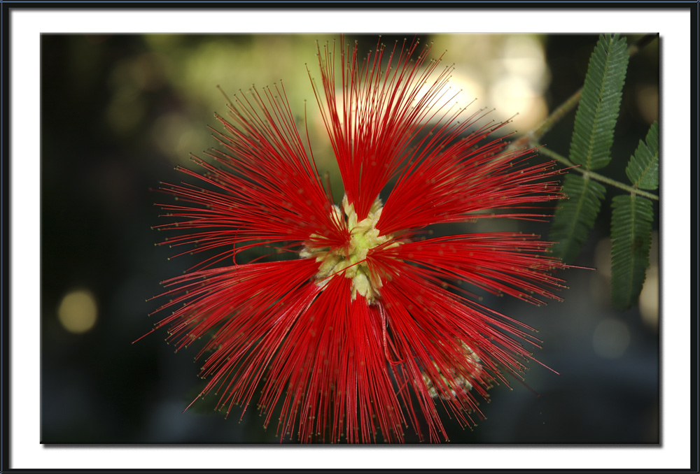 Blume im protestantischen Friedhof, Rom