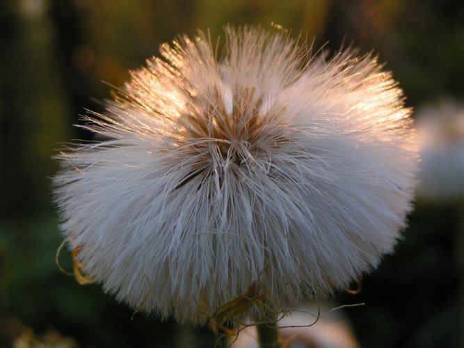 Blume im Pullover