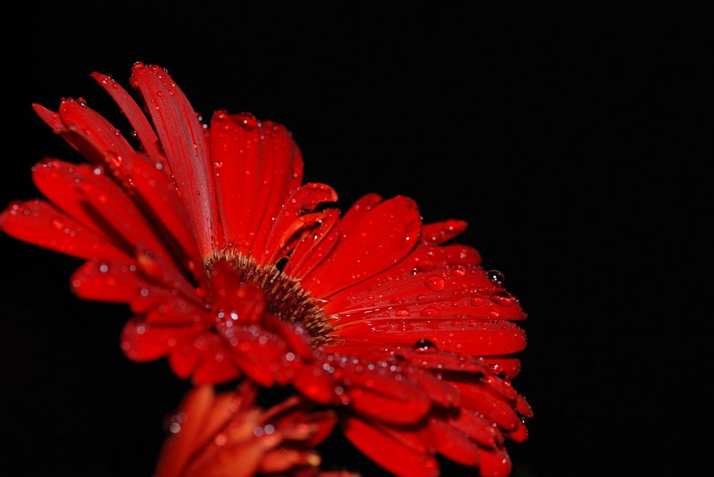 Blume im Regen