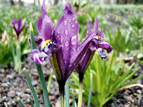 Blume im Regen