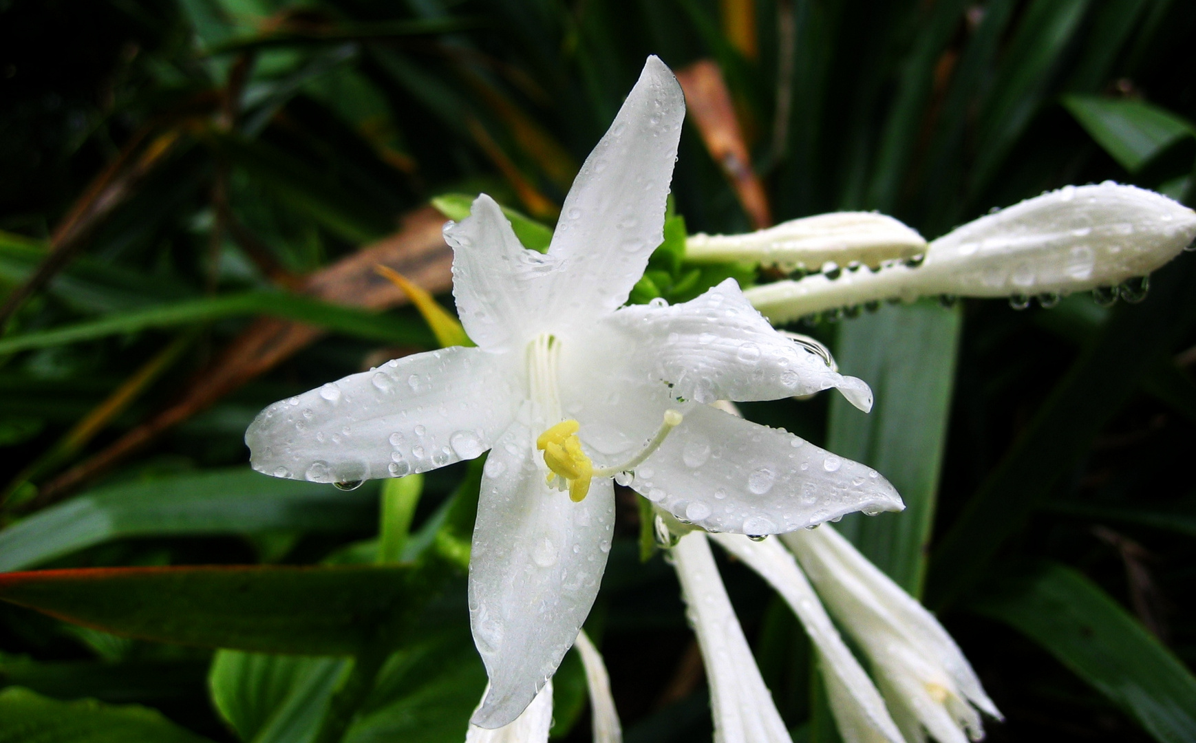 Blume im Regen