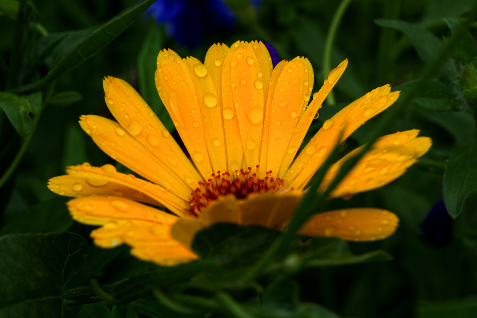Blume im Regen 