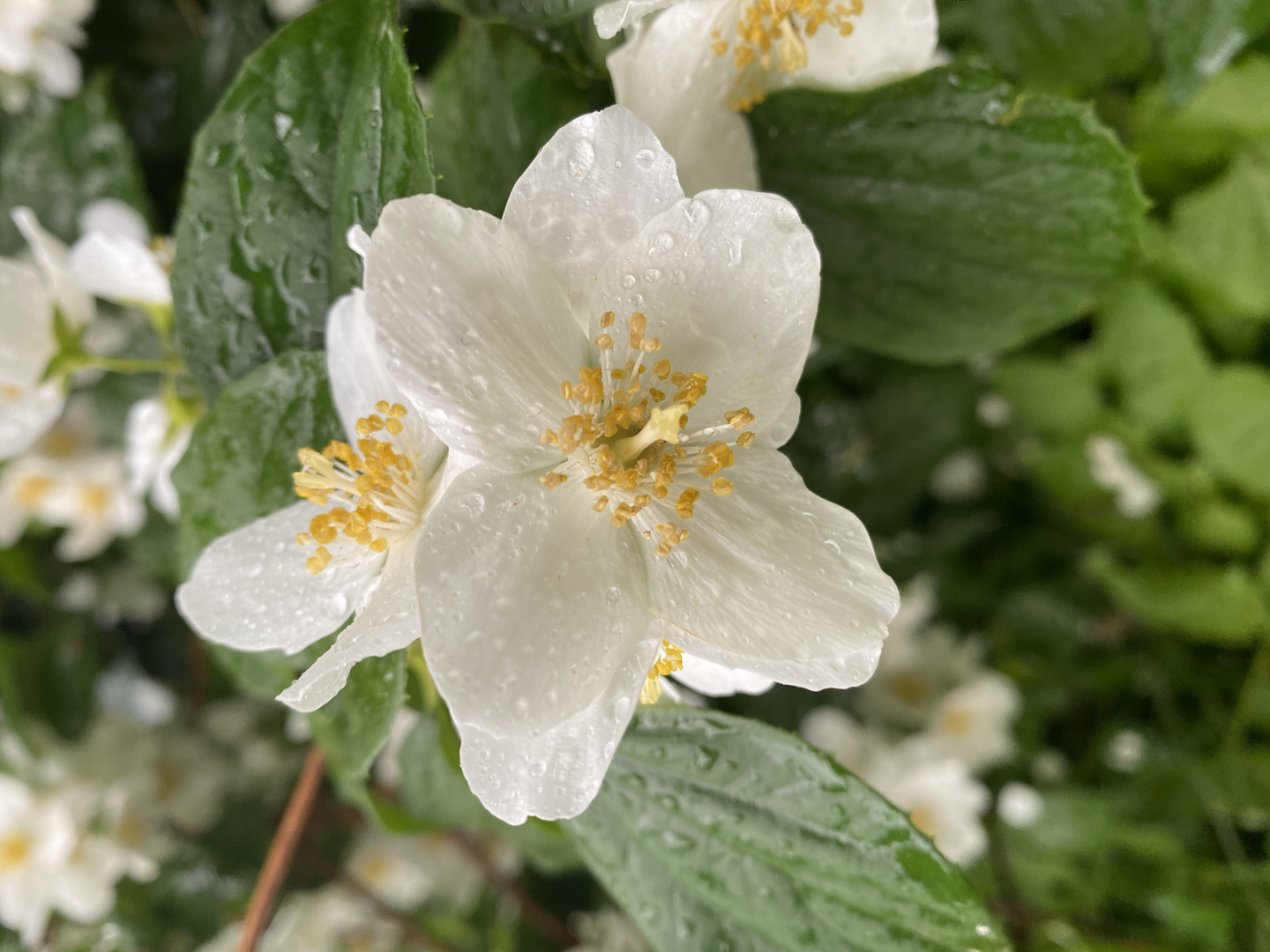 Blume im Regen 