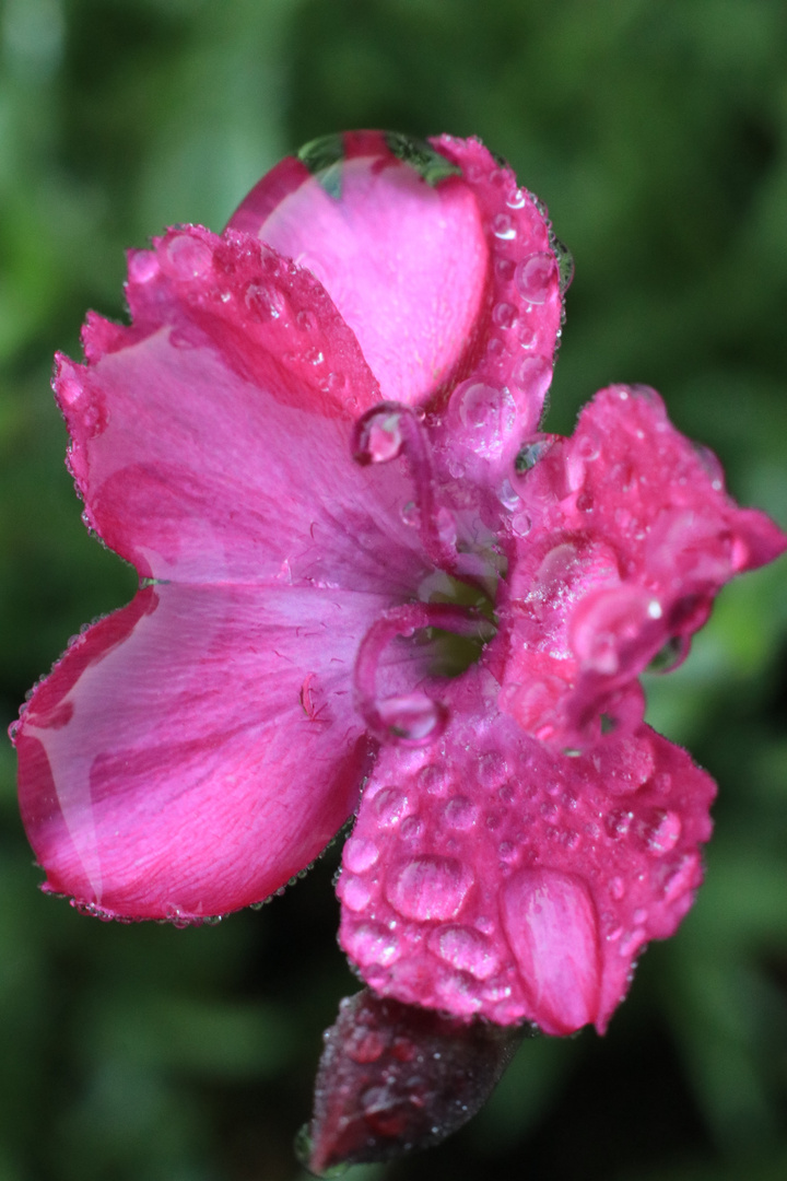 Blume im Regen