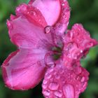 Blume im Regen