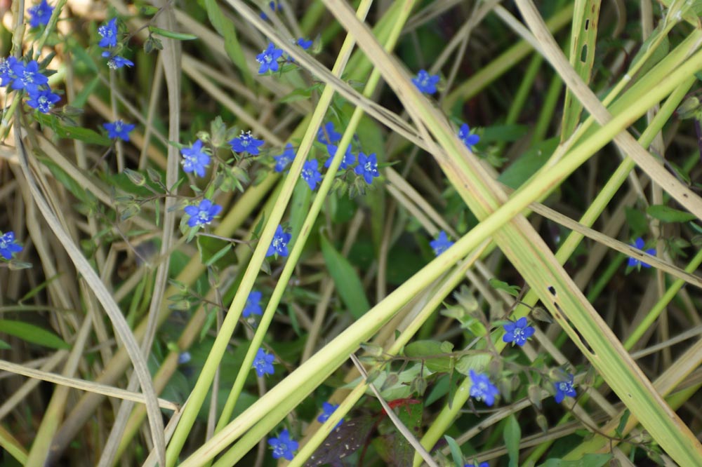 Blume im Reisfeld