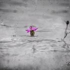 Blume im Rhein, Hochwasser