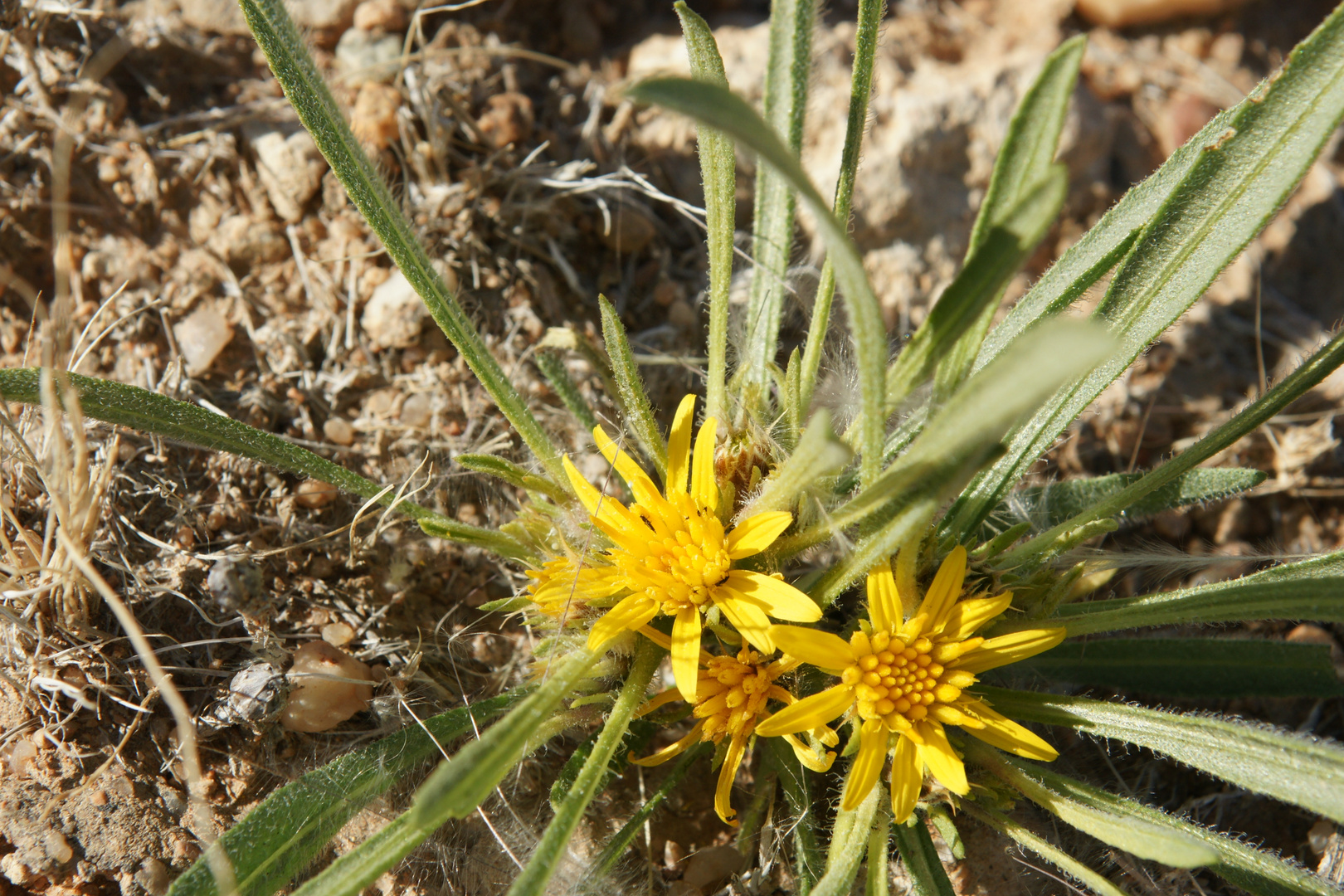 Blume im Sand - 1