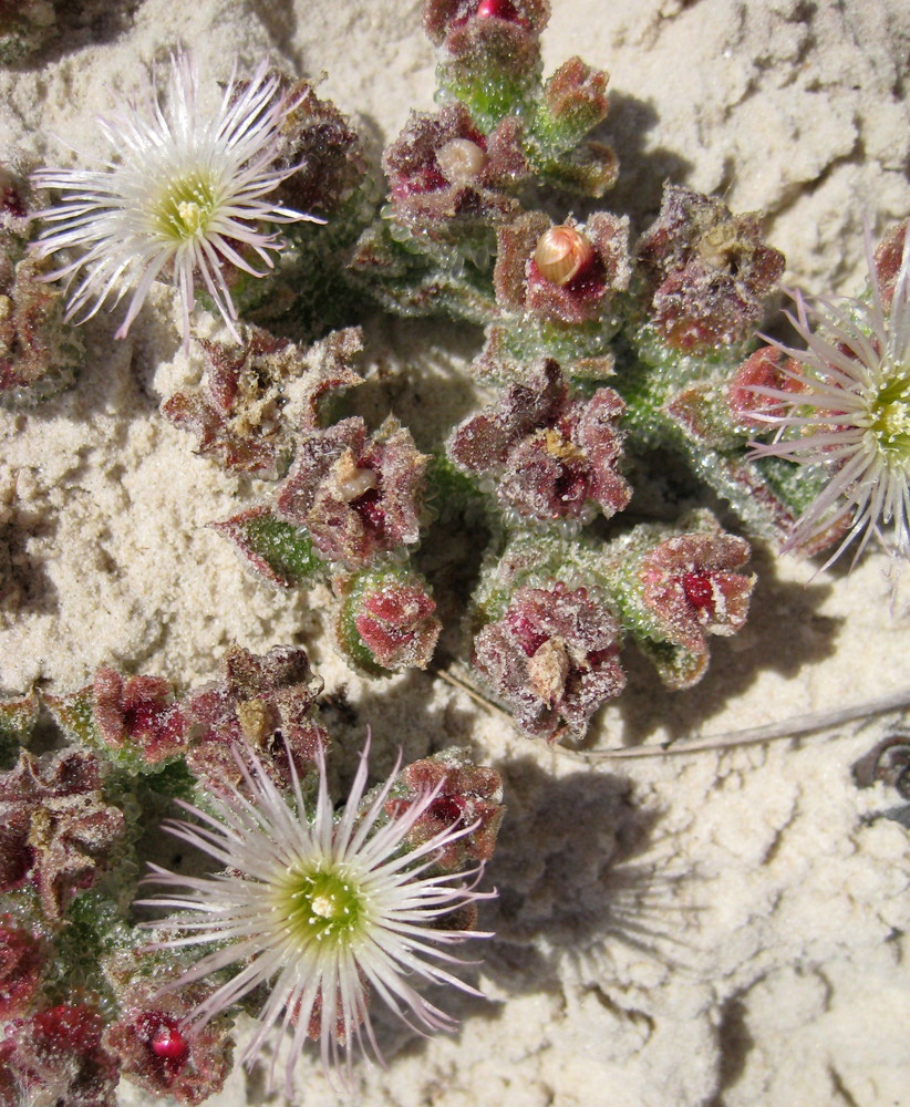 Blume im Sand..