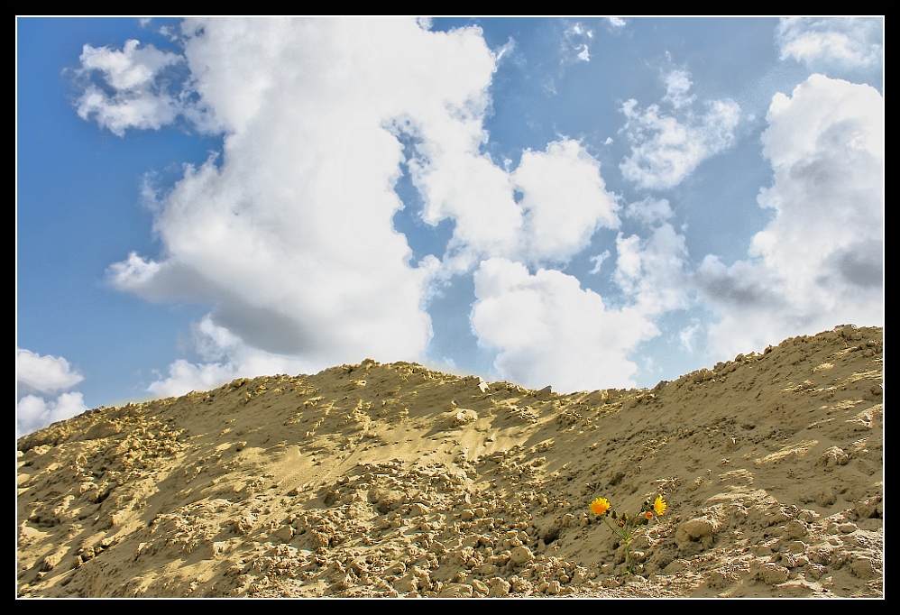 Blume im Sand