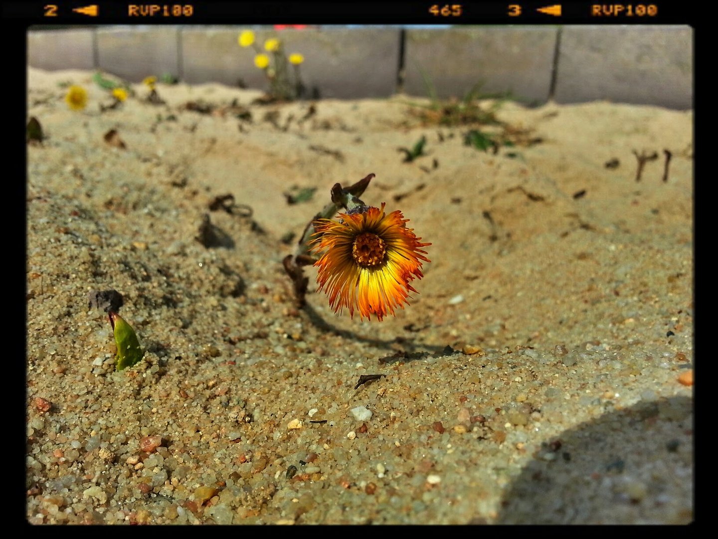 Blume im Sand