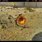 Blume im Sand