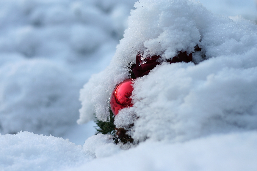 Blume im Schnee