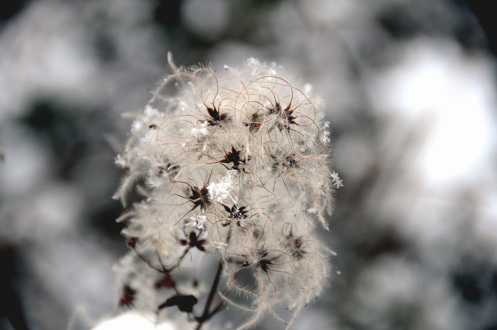 "Blume" im Schnee