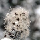 "Blume" im Schnee
